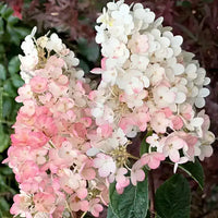 Pink Vanilla Fraise Flower seeds for Planting - Premium Quality, Heirloom & GMO Free Seeds for Home Garden