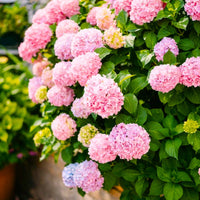 Pink Hydrangea Flower seeds for Planting - Low Maintenance, Heirloom & GMO Free Seeds for Home Garden