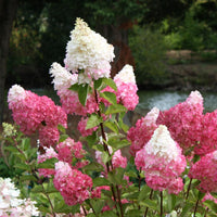 Vanilla Strawberry Hydrangea Hydrangea macrophylla Flower Seeds for Planting in Garden