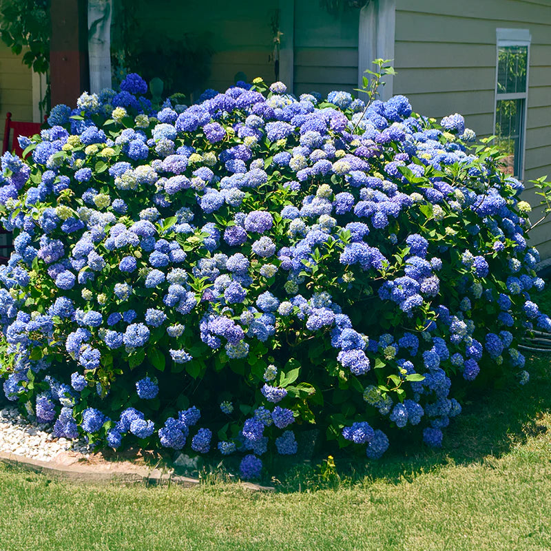 Sky Blue Hydrangea Flower seeds for Planting - Fragrant Blossoms, Heirloom & GMO Free Seeds for Home Garden