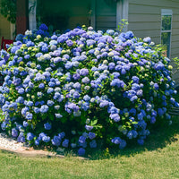 Sky Blue Hydrangea Flower seeds for Planting - Fragrant Blossoms, Heirloom & GMO Free Seeds for Home Garden