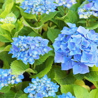Sky Blue Hydrangea Flower seeds for Planting - Cut Flower Favorite, Heirloom & GMO Free Seeds for Home Garden