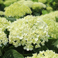 Invincibelle Limetta' Hydrangea Flower seeds for Planting - Cut Flower Favorite, Heirloom & GMO Free Seeds for Home Garden