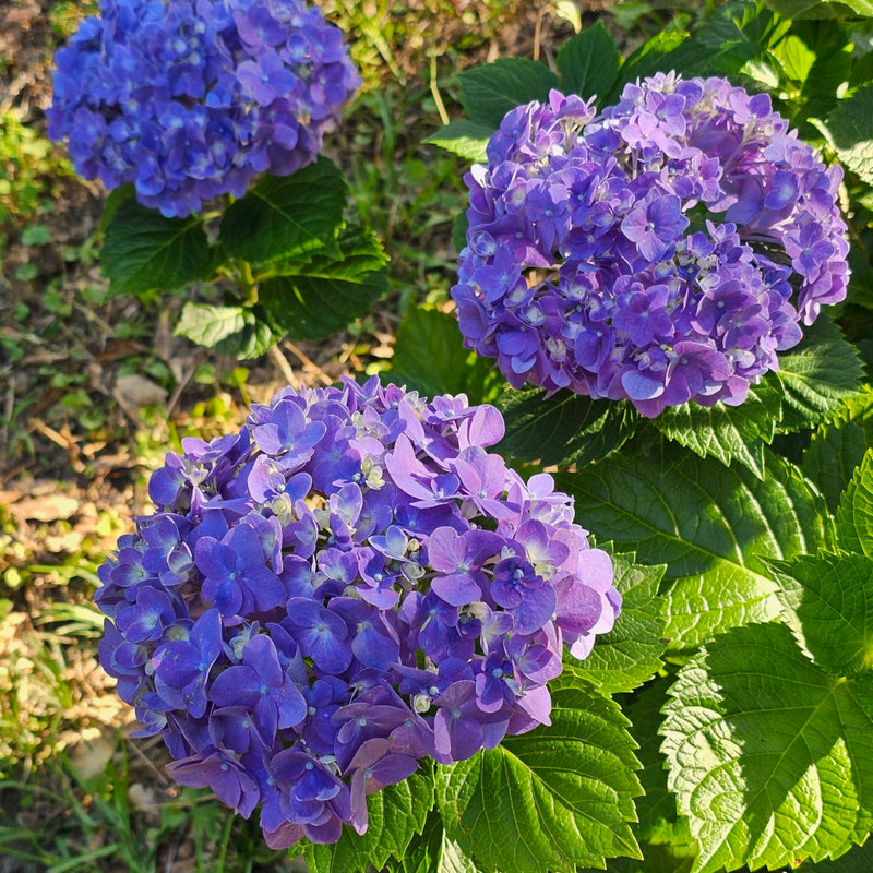 Violet Hydrangea Flower seeds for Planting - Seasonal Bloomer, Heirloom & GMO Free Seeds for Home Garden