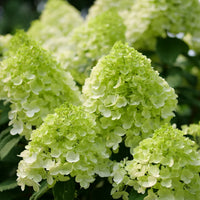 Green Hydrangea Flower seeds for Planting Seasonal Bloomer Heirloom & GMO Free Seeds for Home Garden 
 
 Sale