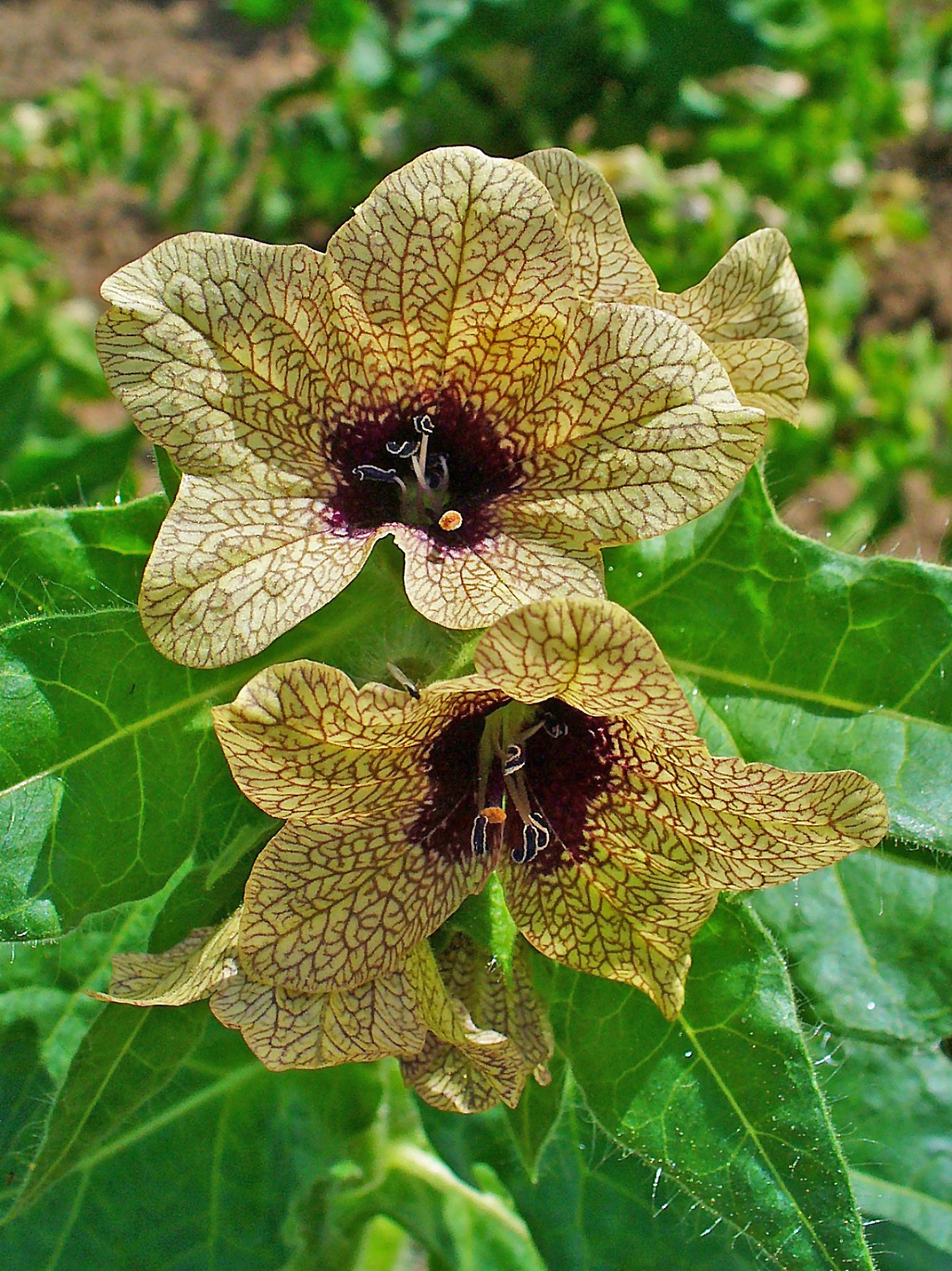 Cream Henbane Flower seeds for Planting - Vibrant Colors, Heirloom & GMO Free Seeds for Home Garden