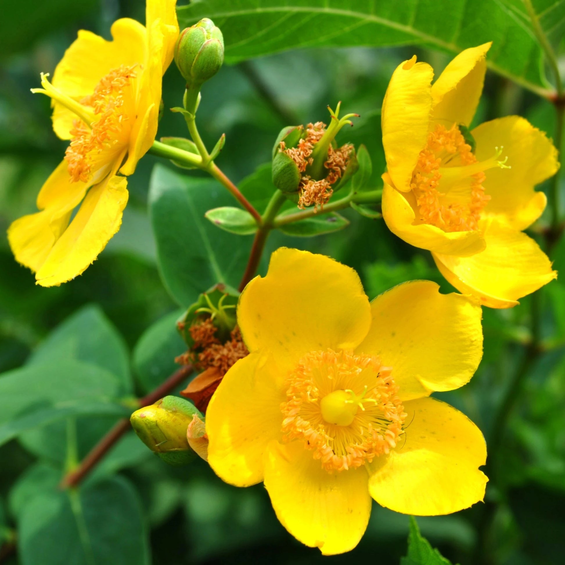 Hypericum Flower seeds for Planting Colorful Display Heirloom & GMO Free Seeds for Home Garden