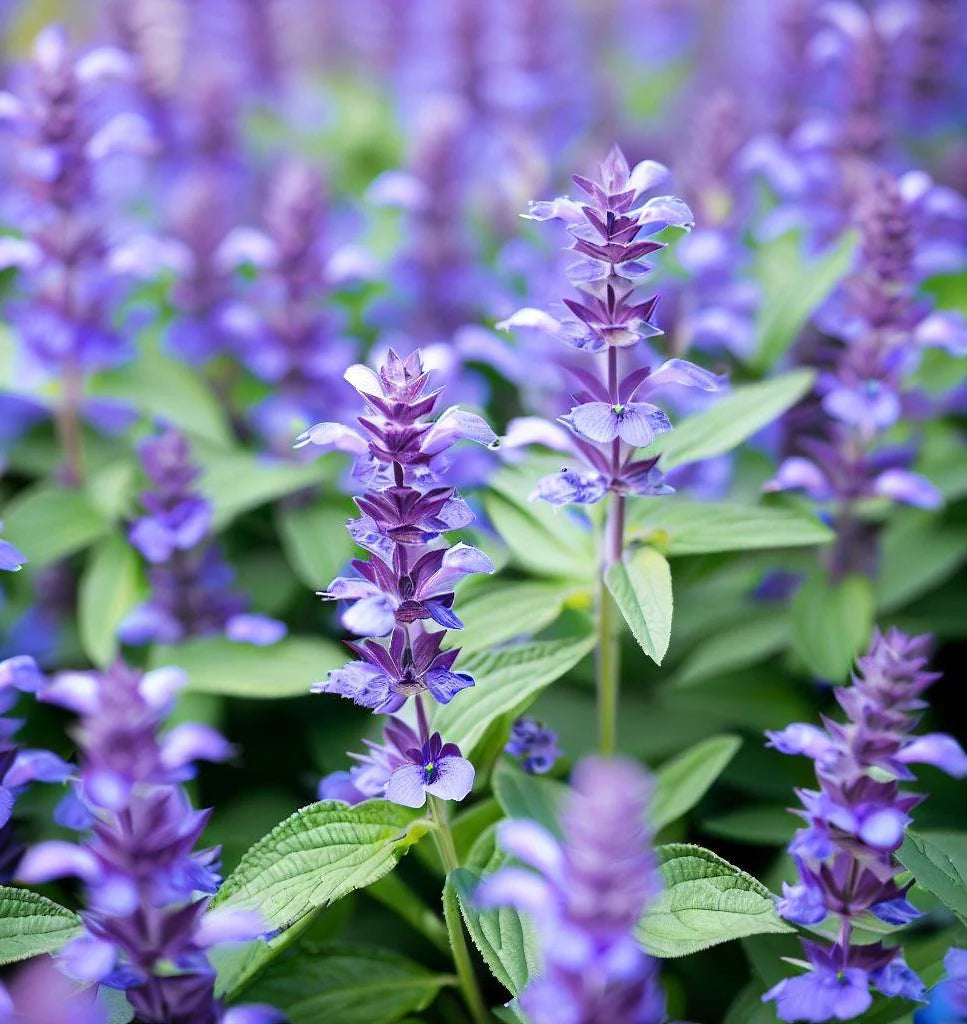 Hyssopus Flower seeds for Planting Perfect for Borders Heirloom & GMO Free Seeds for Home Garden