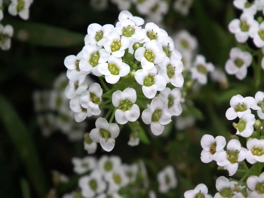 Alyssum Flower seeds for Planting Cut Flower Favorite Heirloom & GMO Free Seeds for Home Garden