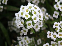 Alyssum Flower seeds for Planting Cut Flower Favorite Heirloom & GMO Free Seeds for Home Garden
