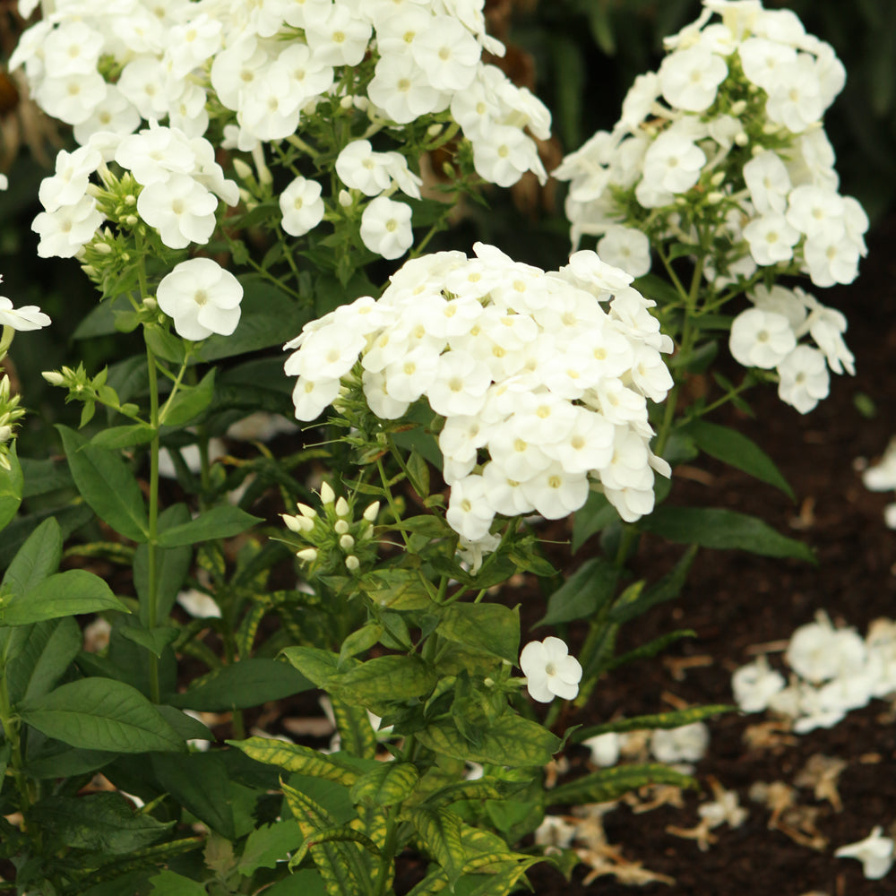 Bright White Phlox Phlox paniculata Seeds for Planting home garden pollinator zone