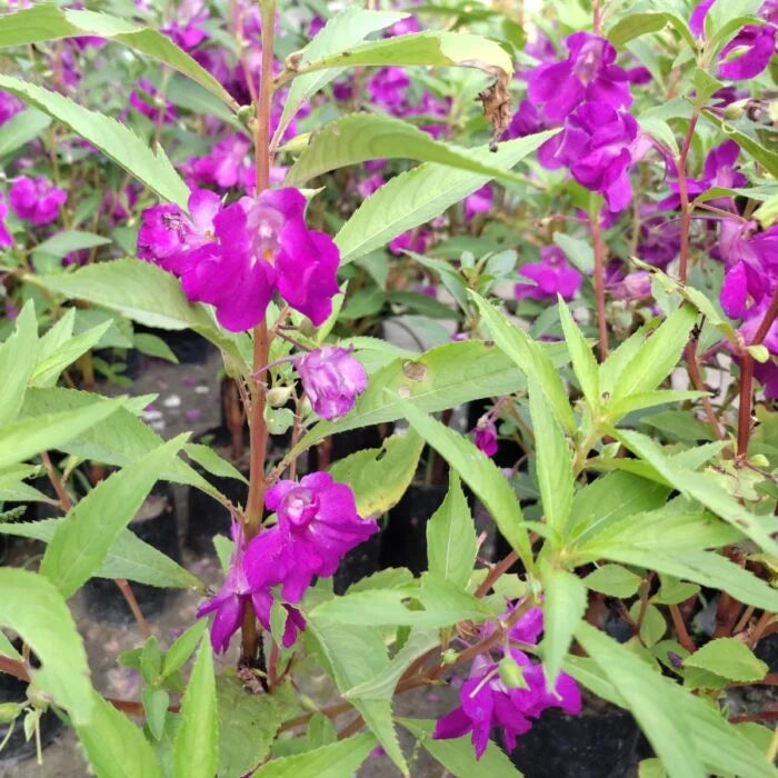 Impatiens Balsamine Flower seeds for Planting Cut Flower Favorite Heirloom & GMO Free Seeds for Home Garden