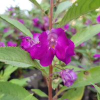 Impatiens Balsamine Flower seeds for Planting Cut Flower Favorite Heirloom & GMO Free Seeds for Home Garden