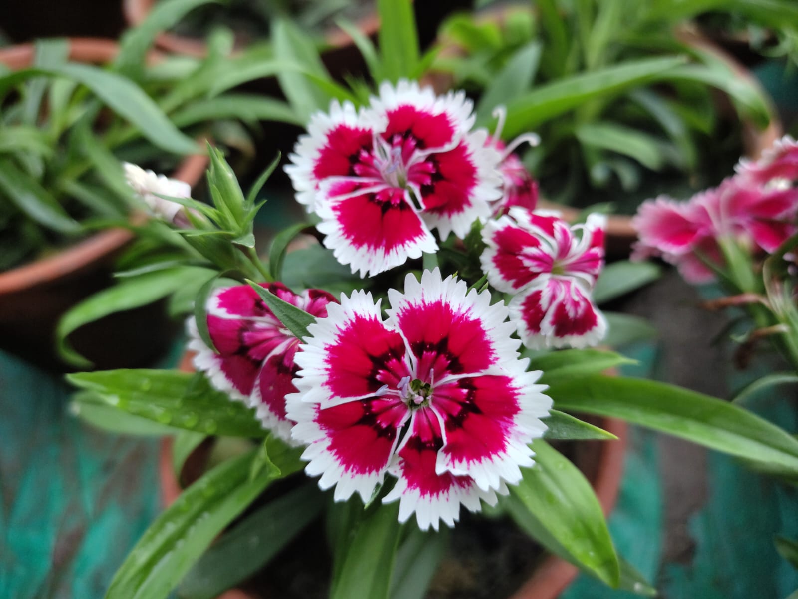 Dianthus Flower seeds for Planting Drought Tolerant Heirloom & GMO Free Seeds for Home Garden