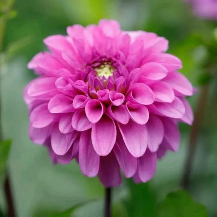 Dalia Sunny Ring Dahlia pinnata Seeds for Planting flower bed cottage garden
