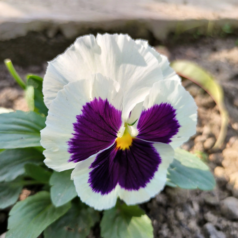 White Violet Pansy Flower Seeds for Planting – Heirloom NonGMO Organic Garden Seeds with High Germination
 
 Sale