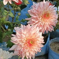 Mixed Chrysanthemum Flower seeds for Planting Fragrant Blossoms Heirloom & GMO Free Seeds for Home Garden 
 
 Sale