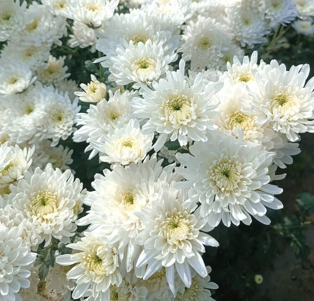 White Chrysanthemum Flower seeds for Planting - Sun Loving, Heirloom & GMO Free Seeds for Home Garden