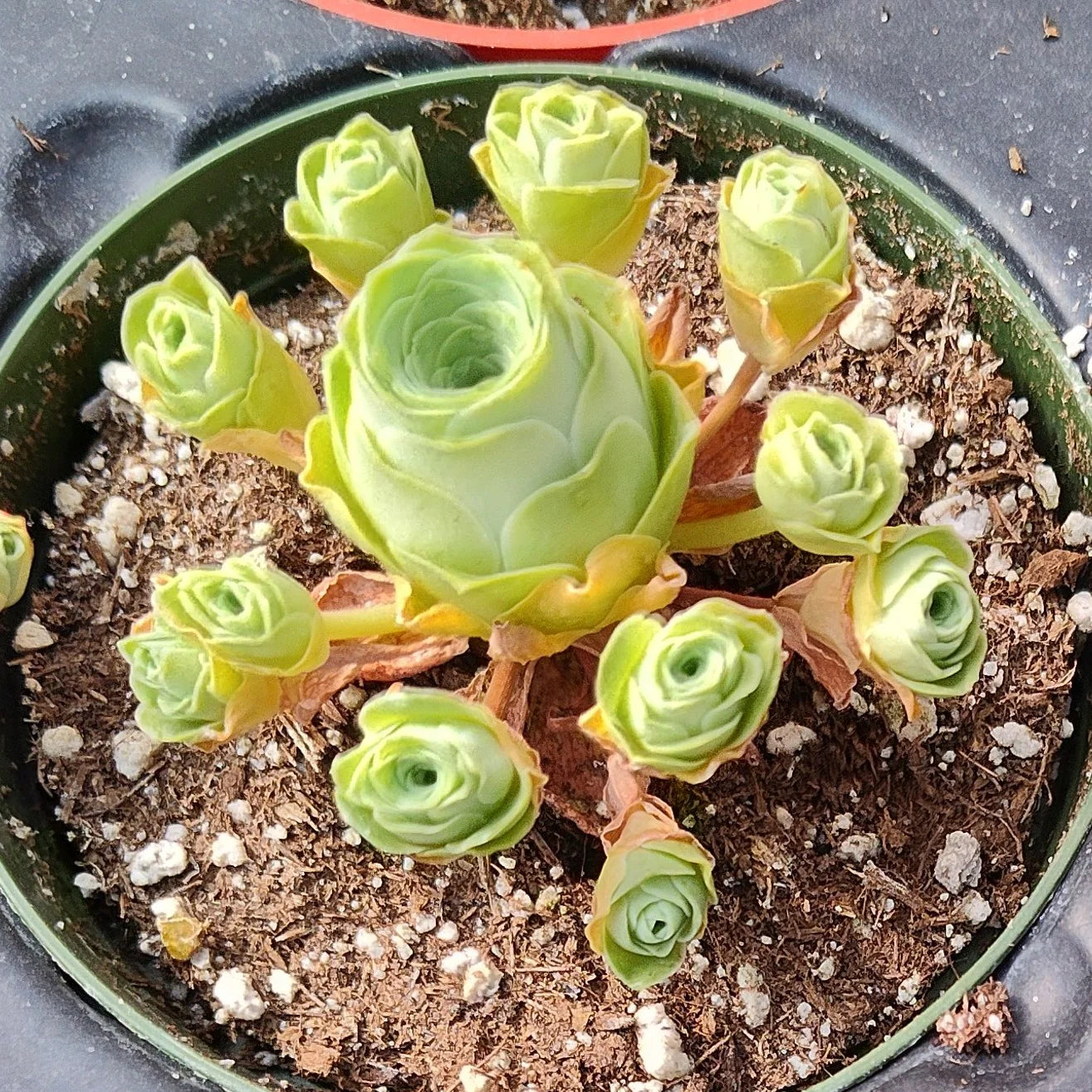 Mountain Rose Flower seeds for Planting Garden Favorite Heirloom & GMO Free Seeds for Home Garden