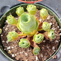 Mountain Rose Flower seeds for Planting Garden Favorite Heirloom & GMO Free Seeds for Home Garden