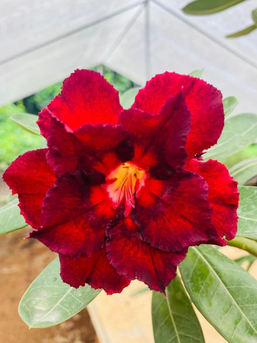 Red Adenium Obesum Flower Planting Seeds - Vibrant Desert Rose Seeds for Your Garden