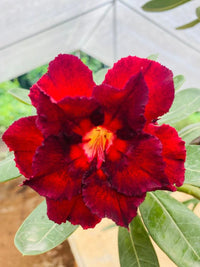Red Adenium Obesum Flower Planting Seeds - Vibrant Desert Rose Seeds for Your Garden