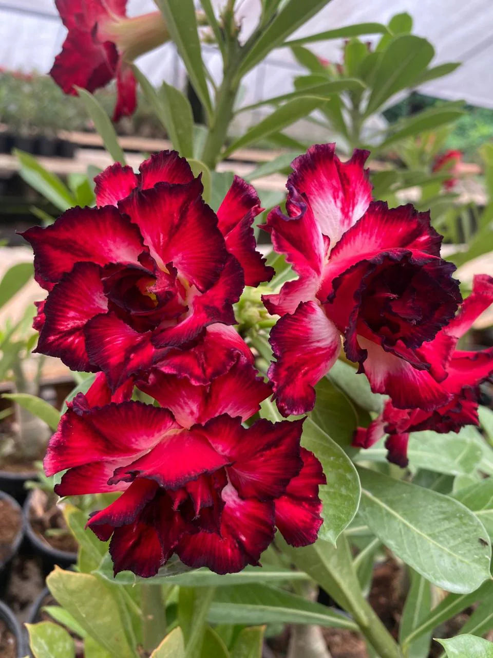 Adenium Desert Flower seeds for Planting - Easy to Grow, Heirloom & GMO Free Seeds for Home Garden