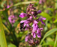 Purple Marsh Woundwort Flower seeds for Planting Seasonal Bloomer Heirloom & GMO Free Seeds for Home Garden
 
 Sale