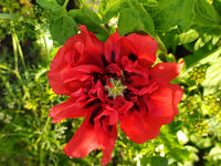 Mixed Somniferum Flower seeds for Planting Cut Flower Favorite Heirloom & GMO Free Seeds for Home Garden
 
 Sale