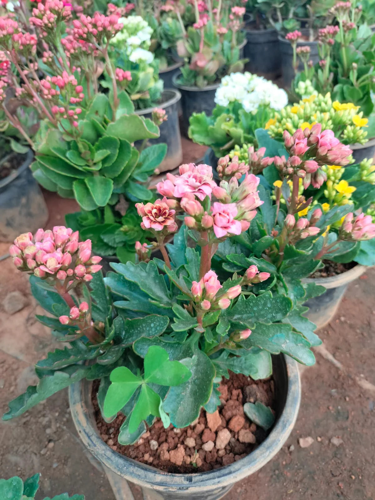 Kalanchoe Flower seeds for Planting Perfect for Borders Heirloom & GMO Free Seeds for Home Garden