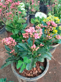 Kalanchoe Flower seeds for Planting Perfect for Borders Heirloom & GMO Free Seeds for Home Garden