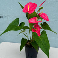 Pink Sky Blue Anthurium Flower seeds for Planting - Drought Tolerant, Heirloom & GMO Free Seeds for Home Garden