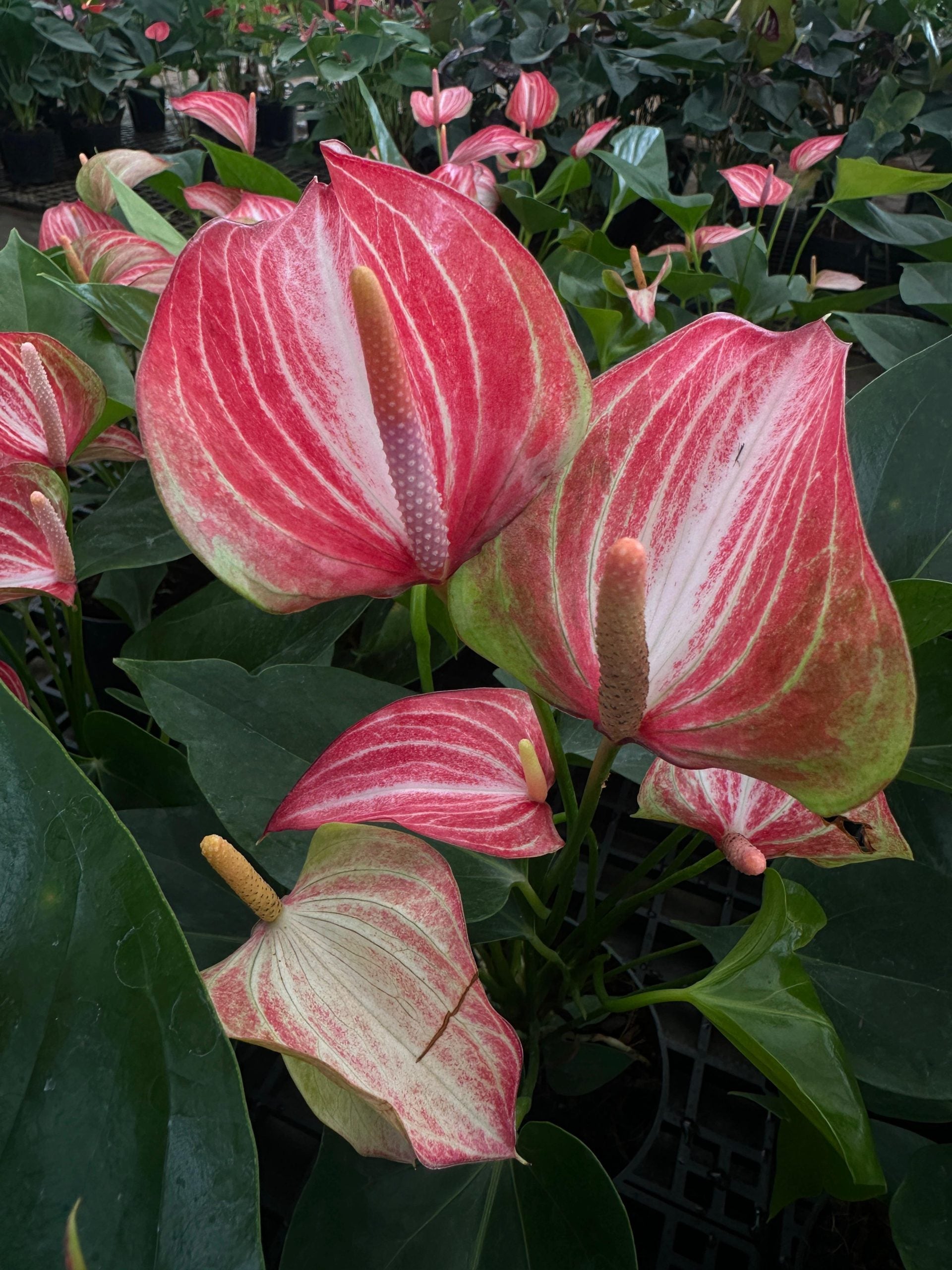 Anthurium Flower seeds for Planting Hardy Variety Heirloom & GMO Free Seeds for Home Garden
 
 Sale