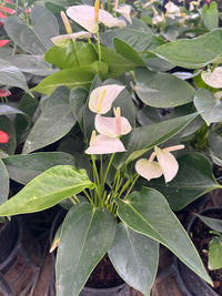 Anthurium Seeds for Hydroponics Planting
