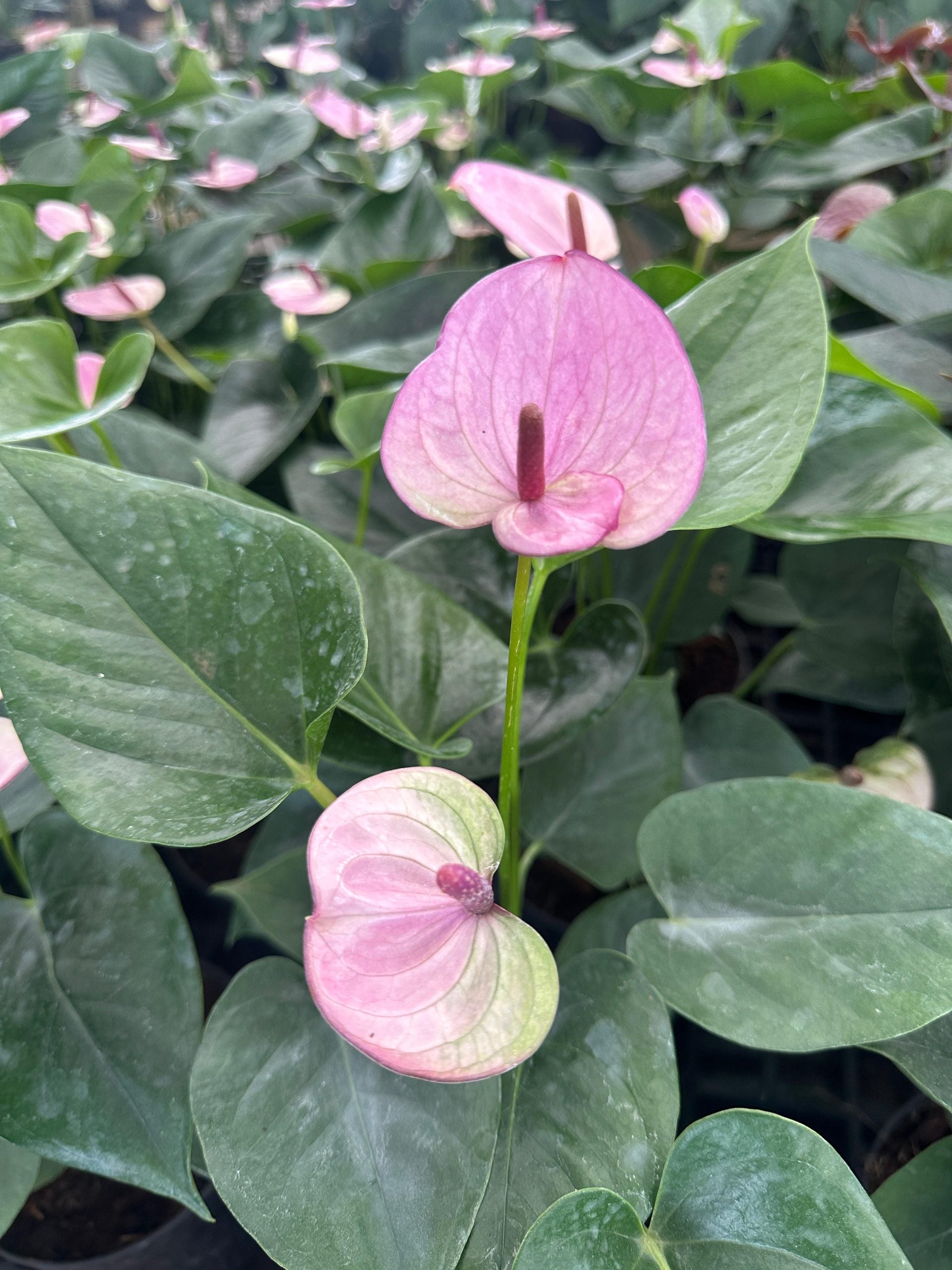 Purple Anthurium Flower seeds for Planting - Drought Tolerant, Heirloom & GMO Free Seeds for Home Garden