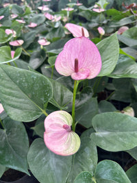 Purple Anthurium Flower seeds for Planting - Drought Tolerant, Heirloom & GMO Free Seeds for Home Garden
