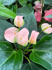 Light Pink Anthurium Flower Seeds for Planting Vibrant Colors Heirloom & GMO Free Seeds for Home Garden
 
 Sale