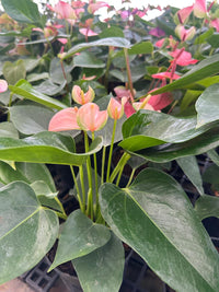 Green Pink Anthurium Andraeanum Flower Seeds Flower seeds for Planting Long Bloom Season Heirloom & GMO Free Seeds for Home Garden