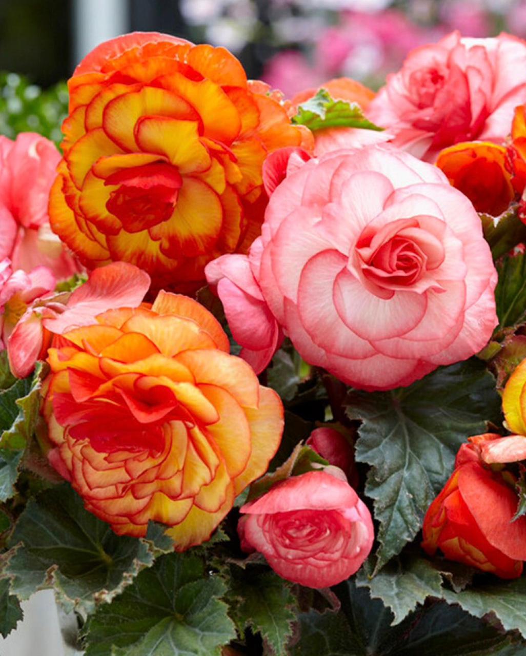 Begonia Flower seeds for Planting - Shade Tolerant, Heirloom & GMO Free Seeds for Home Garden