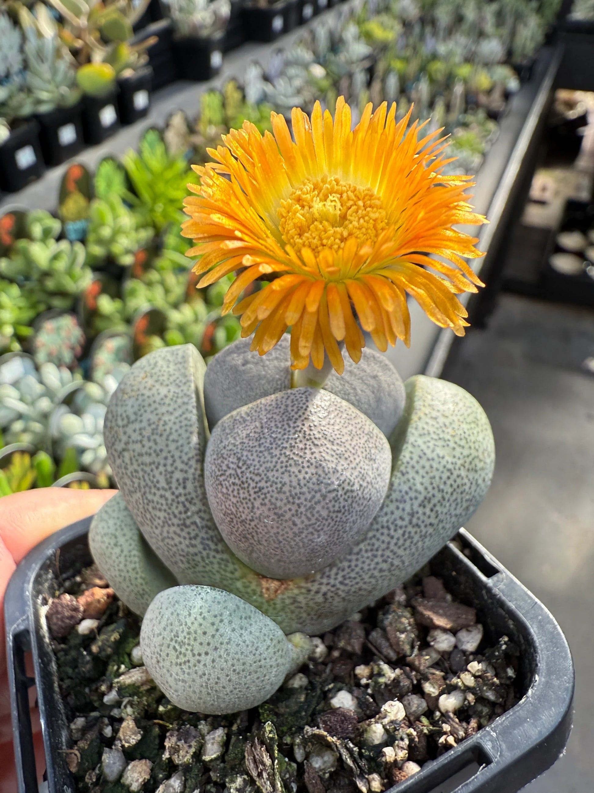 Succulent Flower seeds for Planting Sun Loving Heirloom & GMO Free Seeds for Home Garden