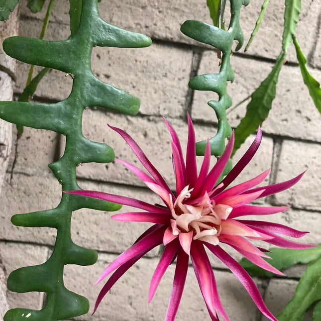 Epiphyllum Anguliger Flower seeds for Planting Bright Blooms Heirloom & GMO Free Seeds for Home Garden