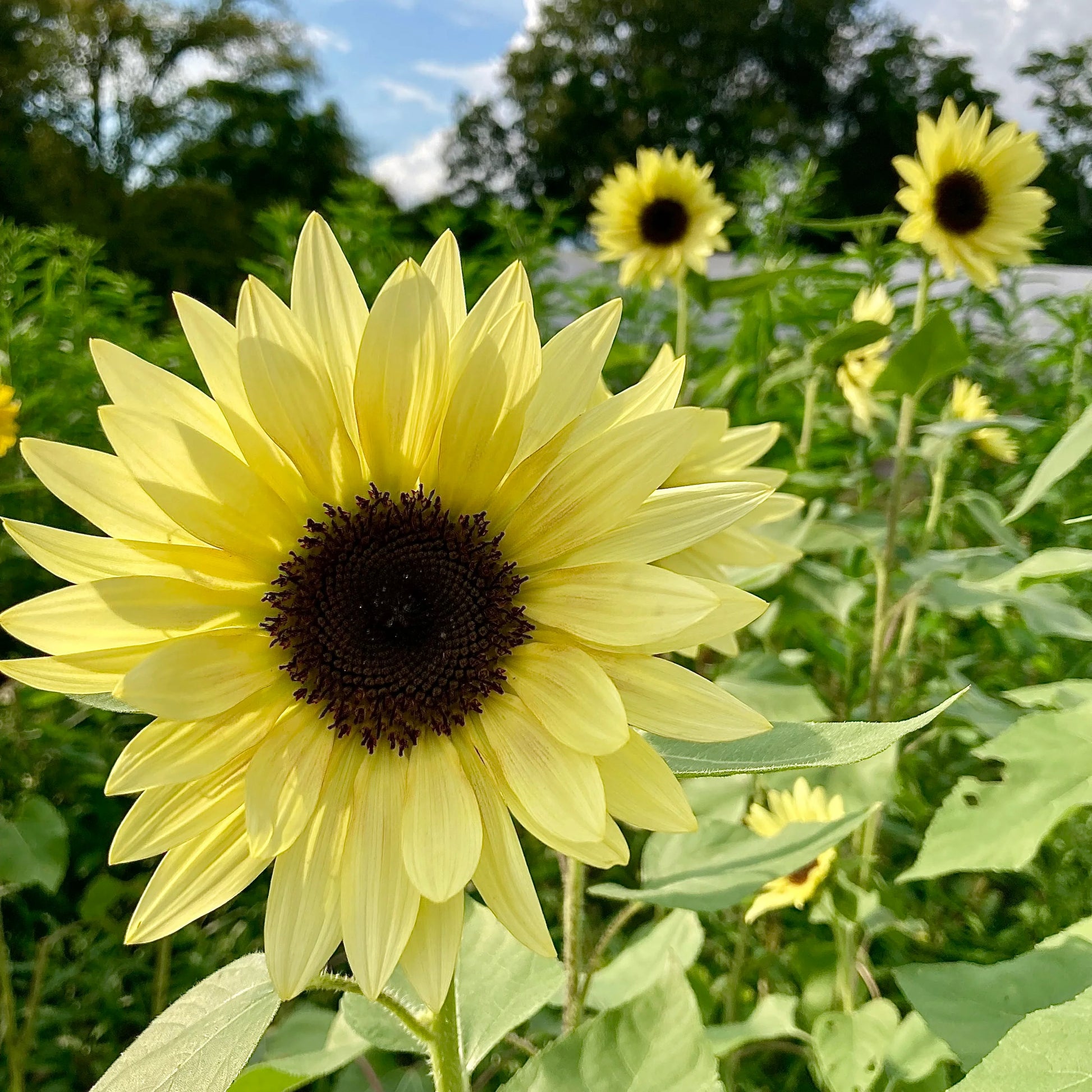 Sunflower Lemon Queen Seeds for Bright Yellow Blooms