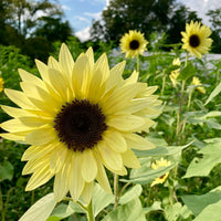 Sunflower Lemon Queen Seeds for Bright Yellow Blooms