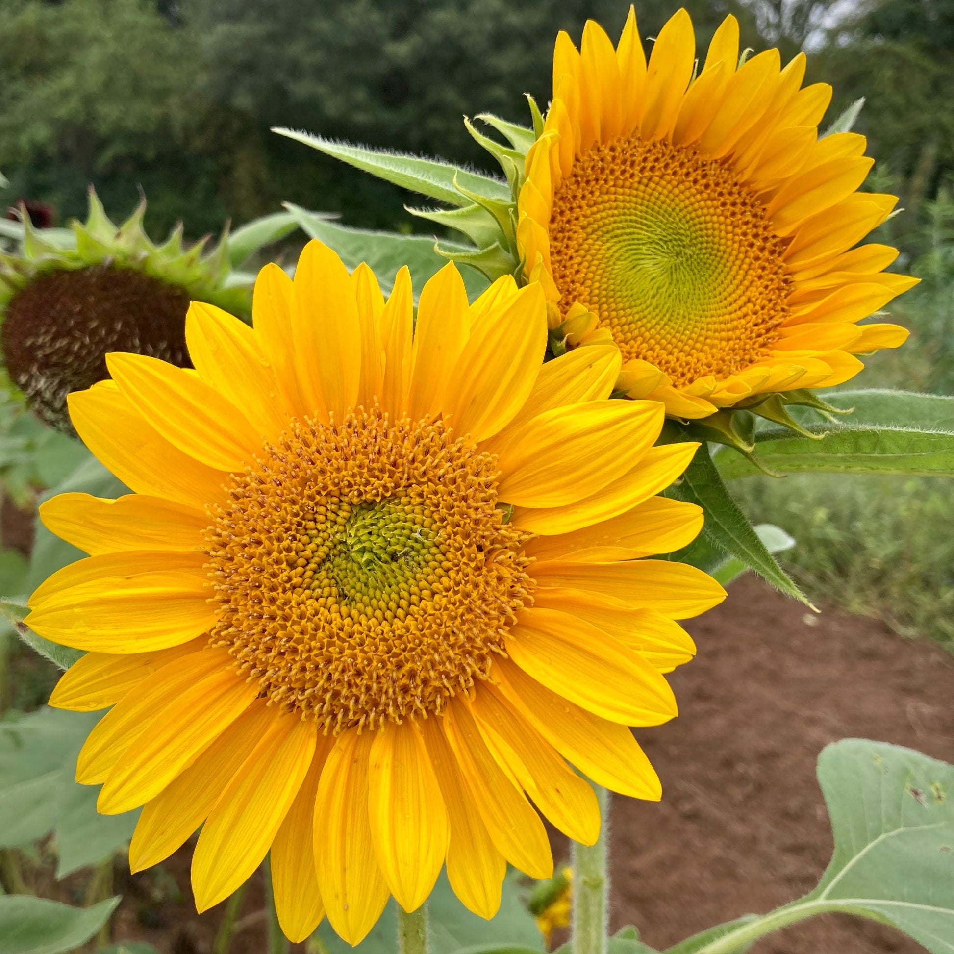 Sunrich Gold Helianthus annuus Sunflower Seeds for Planting in Garden