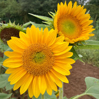 Sunrich Gold Helianthus annuus Sunflower Seeds for Planting in Garden