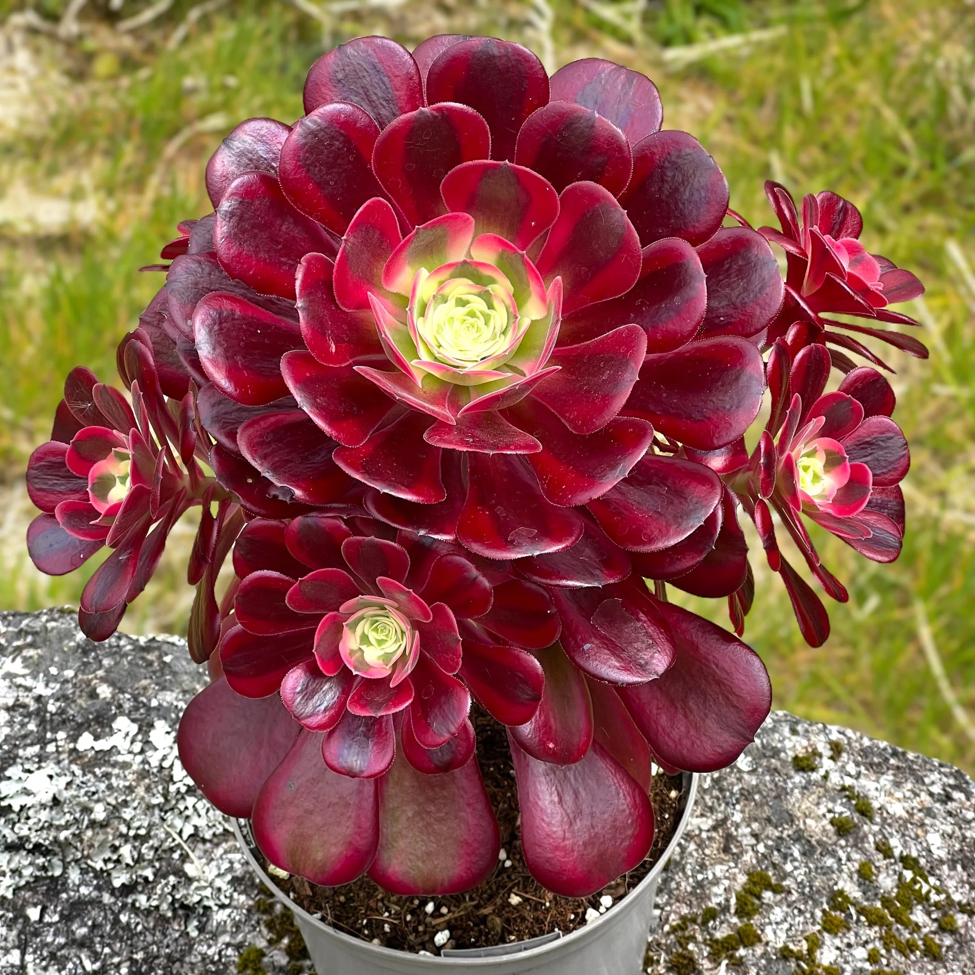 Red Purple Succulent Flower Seeds – Premium Quality Heirloom & NonGMO Seeds for Home Garden
 
 Sale