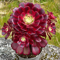 Red Purple Succulent Flower Seeds – Premium Quality Heirloom & NonGMO Seeds for Home Garden
 
 Sale