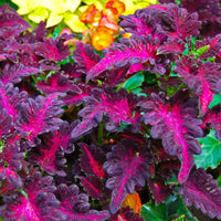 Pink Dragon Coleus for Planting Drought Tolerant Heirloom & GMO Free Seeds for Home Garden
 
 Sale