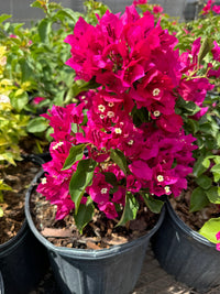 Buganvilla Flower seeds for Planting - Easy to Grow, Heirloom & GMO Free Seeds for Home Garden