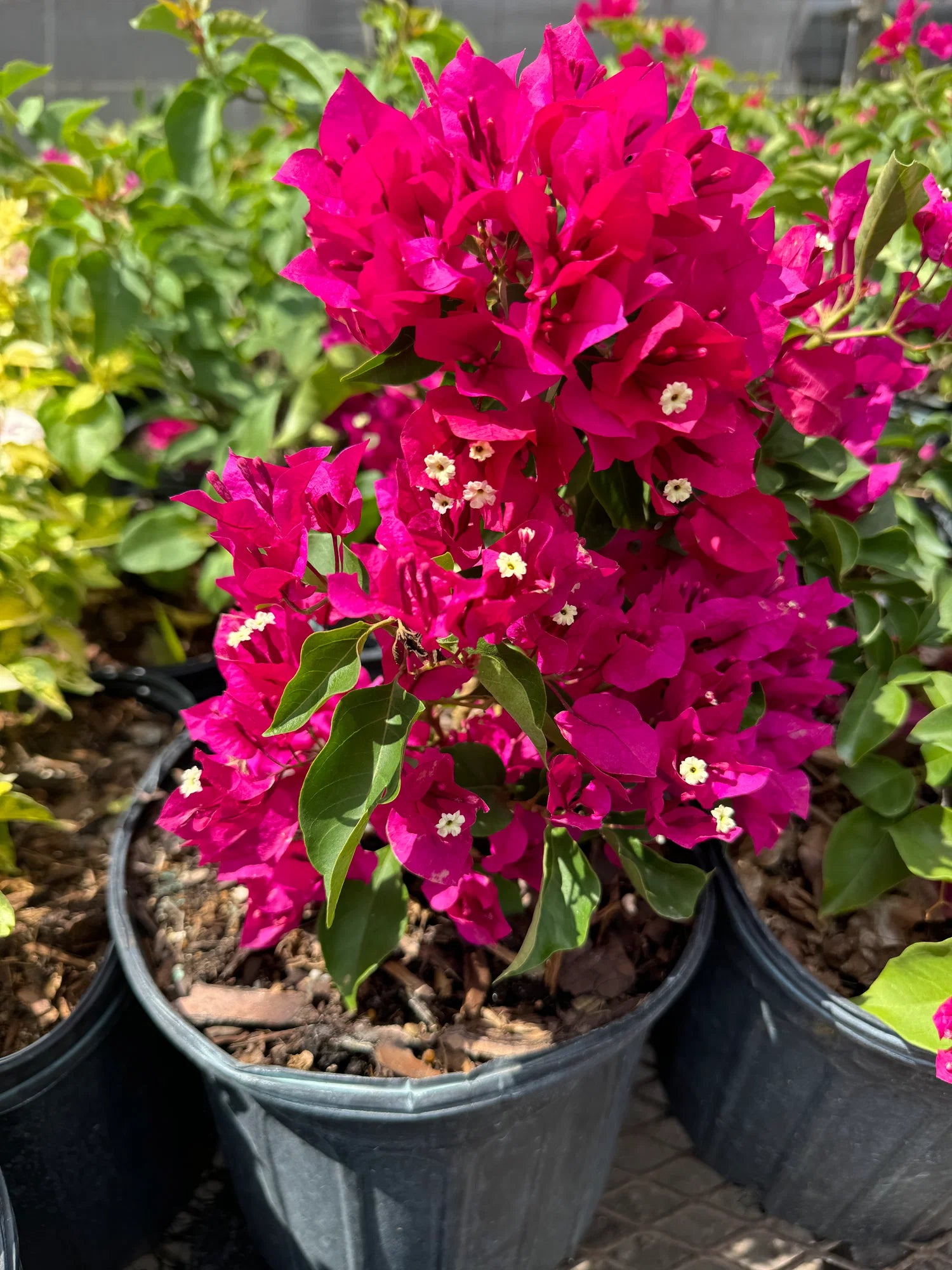 Bougainvillea Flower seeds for Planting - Bright Blooms, Heirloom & GMO Free Seeds for Home Garden